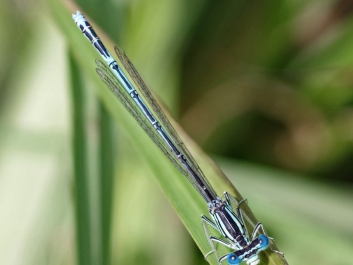 azurjungfer-stack12-crop