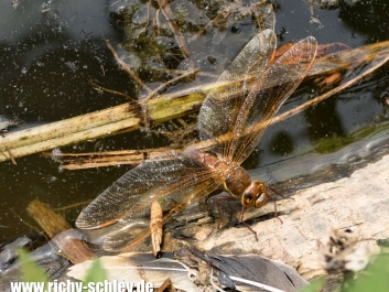 raw-braune-mosaikjungfer-brown-hawkwe-aeshna-grandis_03-2000