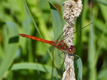 800mm-izoom-sumpf-heidelibelle_01-1000