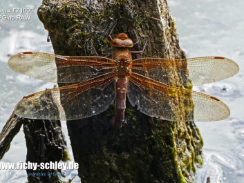 braune-mosaikjungfer-demo-fz1000-1000