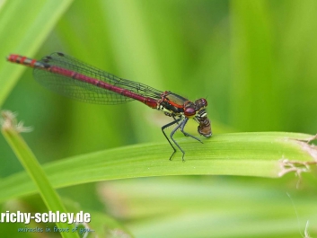 800mm-izoom-adonislibelle-01-2000