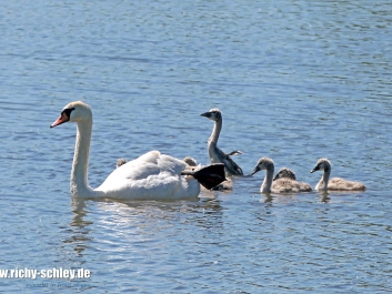schwanmutter-fz10002-02-2000