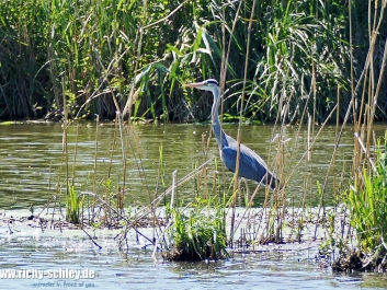 800mm-izoom-reiher-fz10002-01-2000