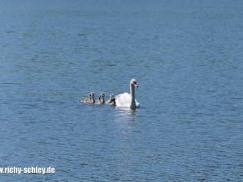 schwanmutter-fz10002-01-2000