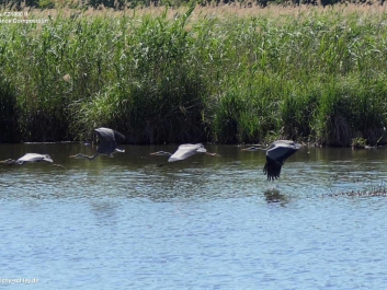 sequenz-reiher-flickr-1000