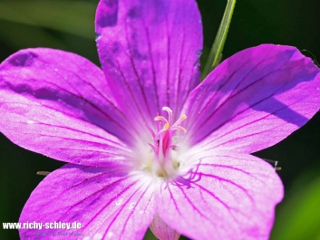 bluete-fz10002-raynox150-01-2000