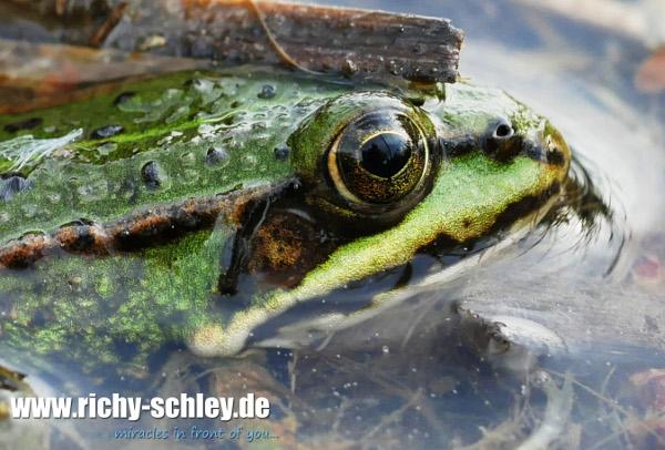 frosch auge makro