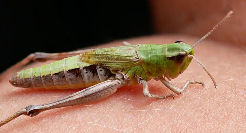 heuschrecke makro focus stacking