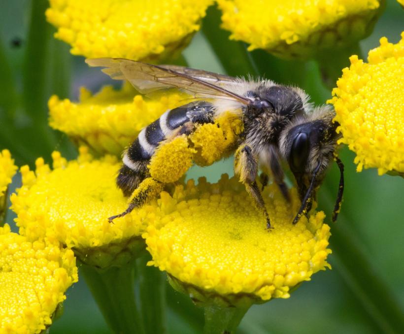 makro biene pollen