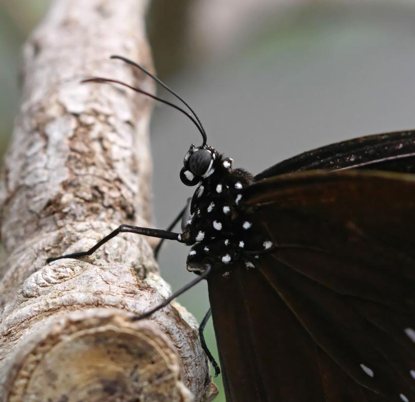 makro fotografie schmetterling