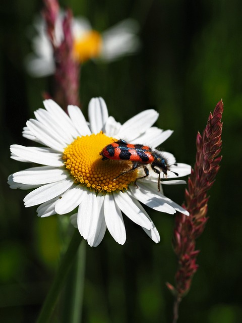makro
