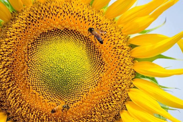 sonnenblume-1 sonnenblume-1